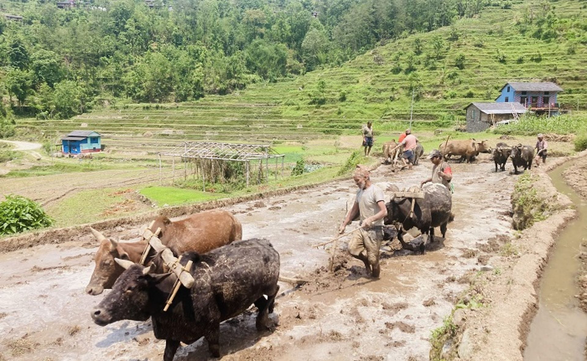 उत्पादन घटेपछि हाते ट्र्याक्टर छोडेर गोरु पाल्दै किसान